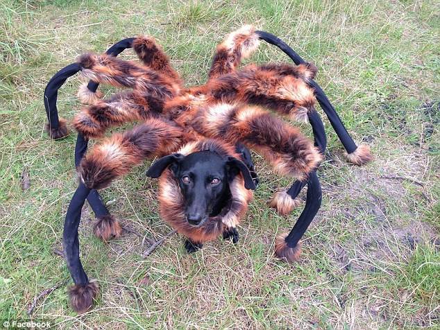 O melhor vídeo do ano: cachorro fantasiado de aranha gigante assusta geral