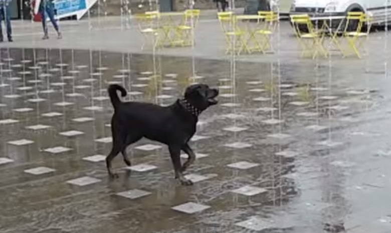 Vídeo: cachorro se diverte em fonte d’água em Londres