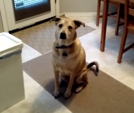 Cadela consegue conter a animação diante da ração e espera a hora de comer como uma lady