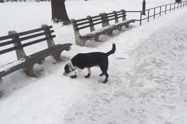 Depois de rir de cachorro que escorregou na neve, homem leva tombo