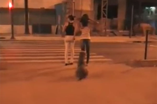 Este cachorro dá uma aula aos humanos de respeito às leis de trânsito