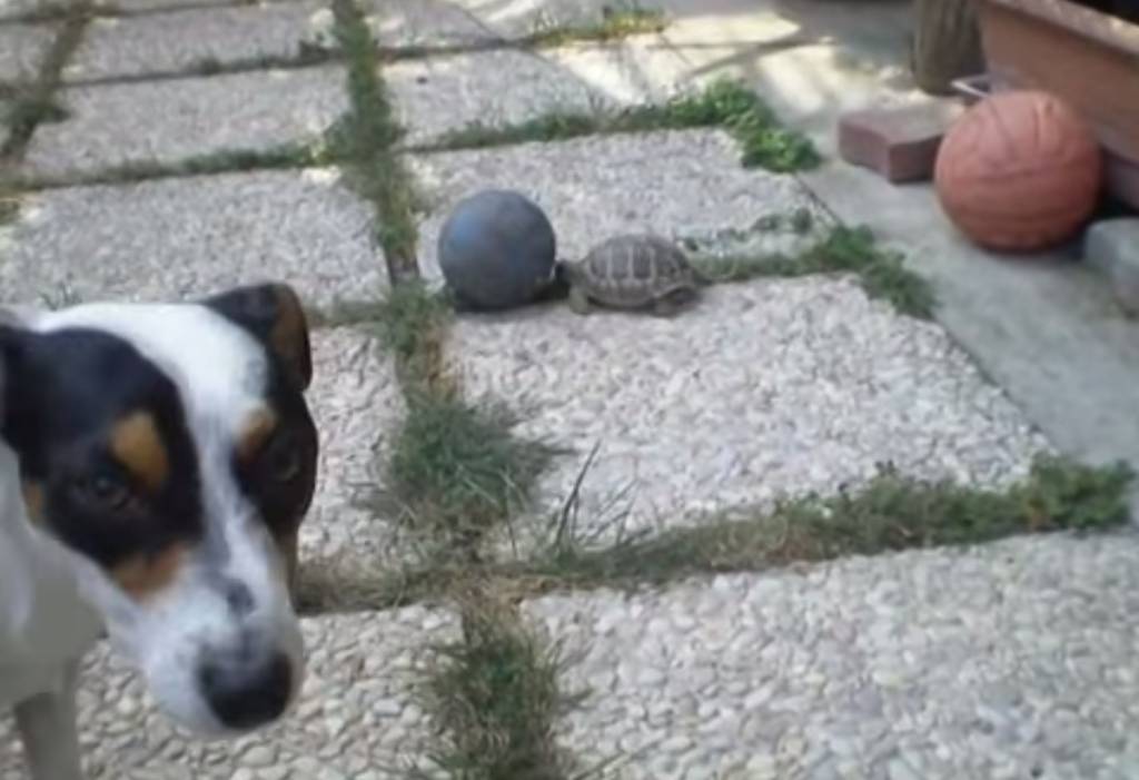 cachorroxtartaruga
