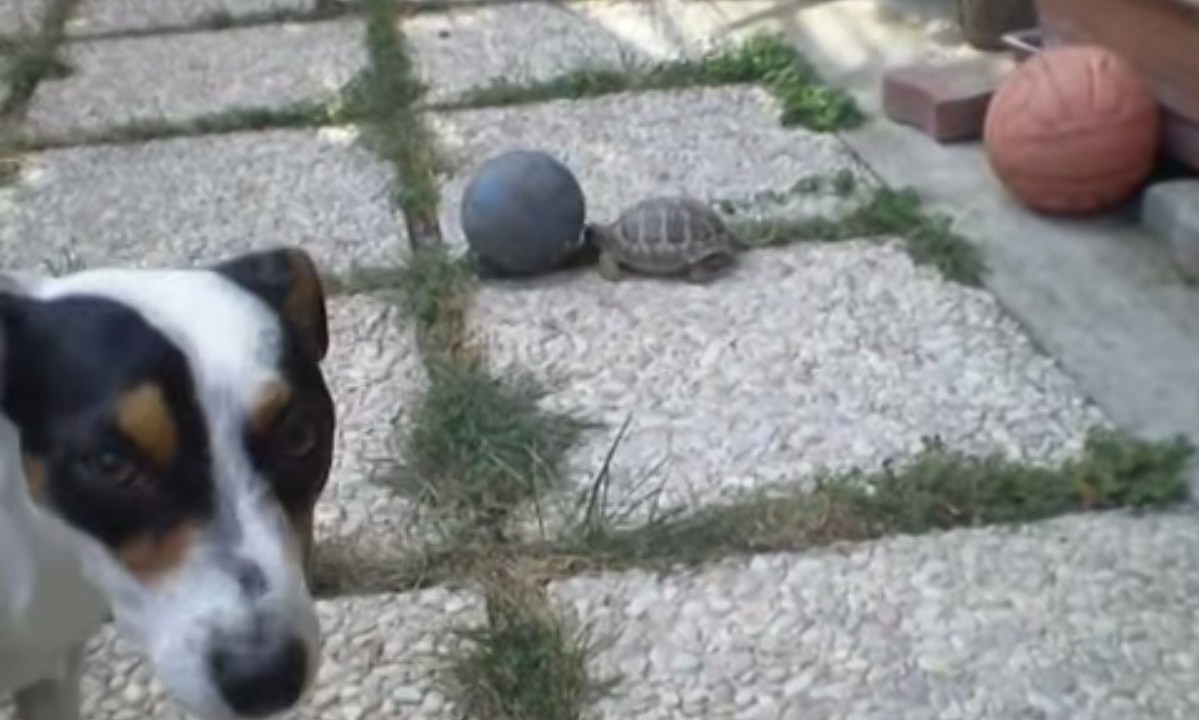 cachorroxtartaruga