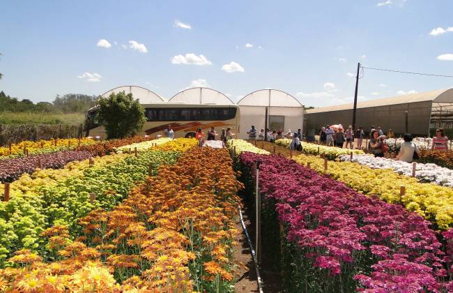 Expoflora - campos de flores