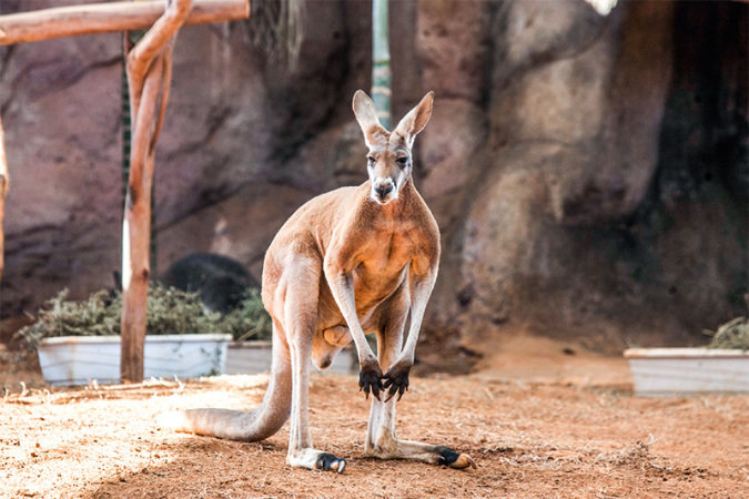 Promoção Aquário de São Paulo – Ingressos para 16 de abril