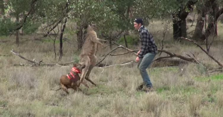 Dono dá soco em canguru para libertar seu cachorro. Assista