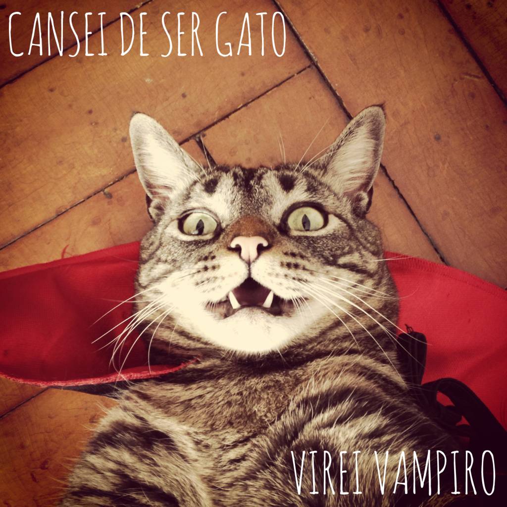 Virei um sucesso: página do Facebook Cansei de Ser Gato ganhará livro e site