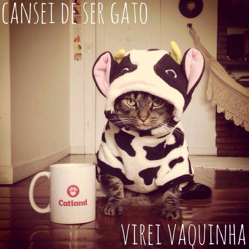 Grupo paulistano de proteção a gatos tem dívida de 37 000 reais e cria vaquinha para receber contribuições