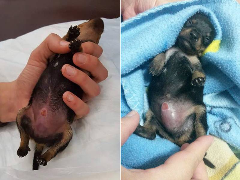 Cão macho, com o órgão genital mutilado, é vendido como fêmea na internet; ele passa bem após cirurgias