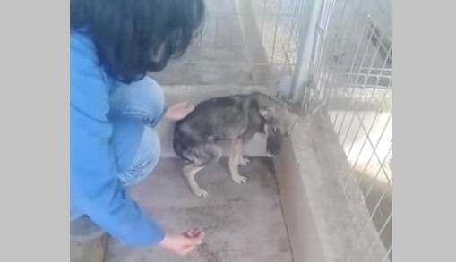 Em vídeo emocionante, cadela vítima de maus-tratos não sabe como reagir ao receber carinho pela primeira vez