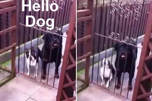 Cão que “fala inglês” é uma prova de que você ainda não viu tudo na internet