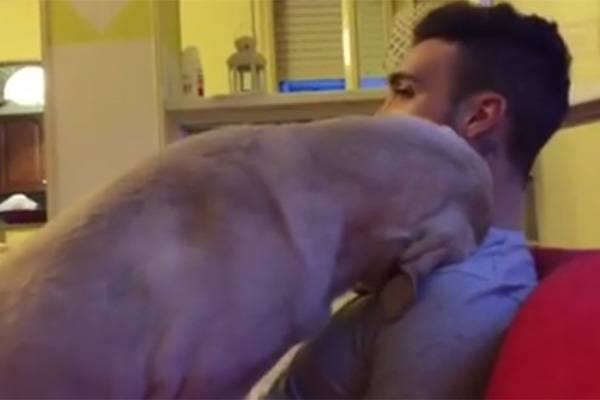 Cão “pede perdão” a dono em vídeo de derreter corações
