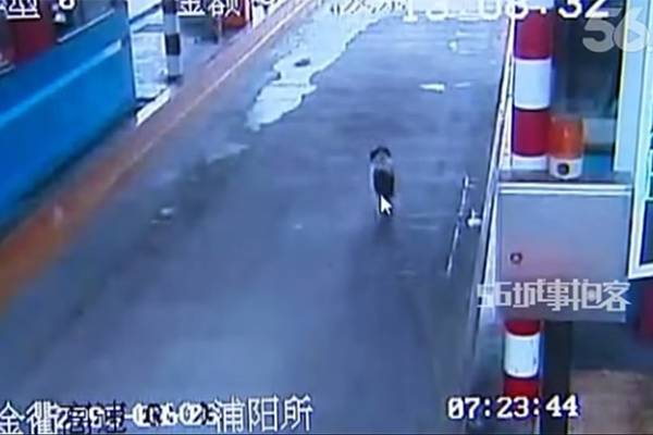 Cão perdido há duas semanas espera o dono em pedágio em vídeo tocante