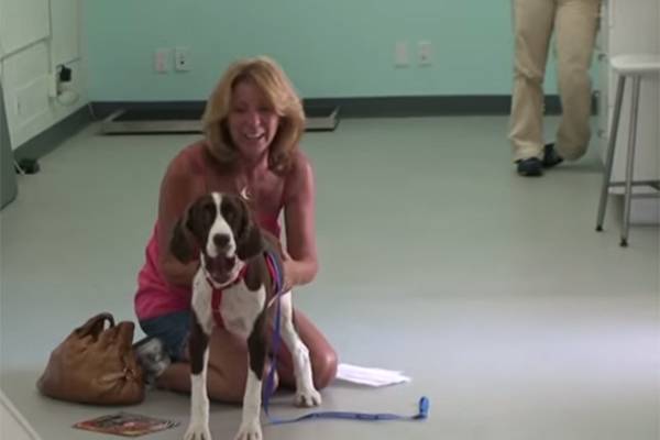 Cão que perdeu movimento das patas volta a andar e dona se emociona