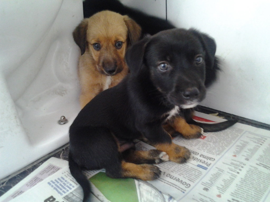 Cachorrinhos preferem voz “fofa”, diz estudo
