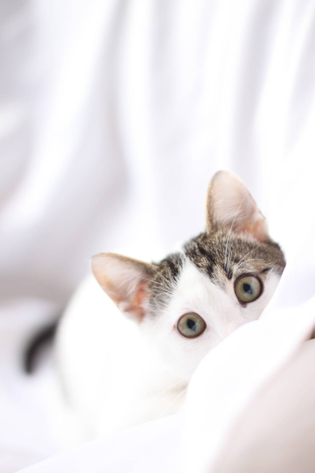 Estudo mostra que gatos reconhecem a voz dos donos (mas não dão a mínima pra ela)
