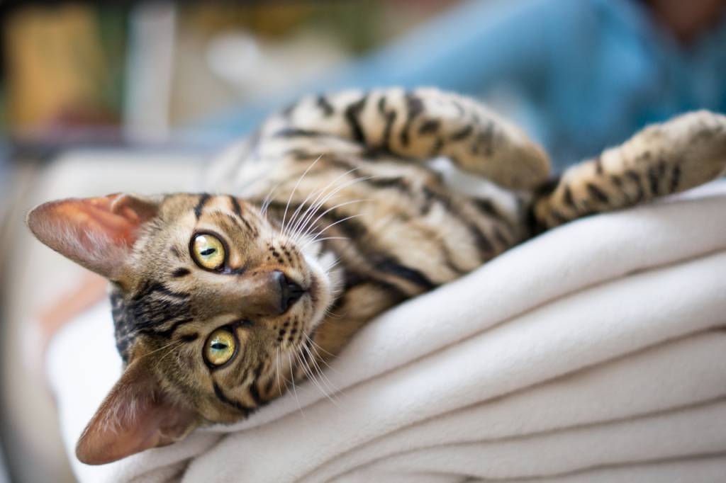 Feira de adoção de gatinhos em spa da Vila Mariana rola no sábado (19)