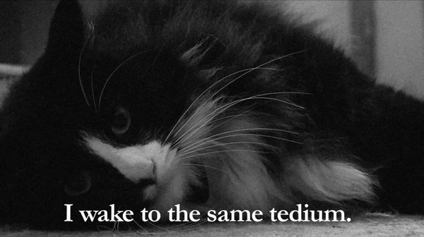 Fofura do dia: Henri, o francês mais querido da América