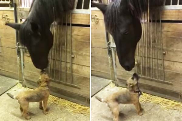 Cavalo e cachorro mostram que são melhores amigos em vídeo