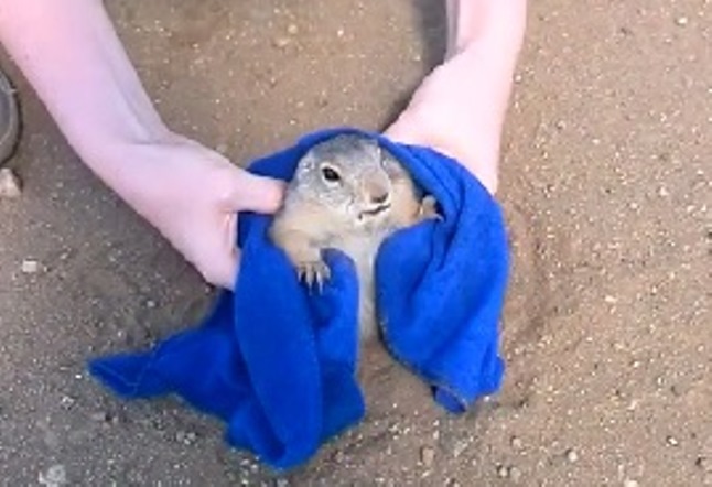 Casal salva cão de pradaria em estrada e faz sucesso na internet; assista