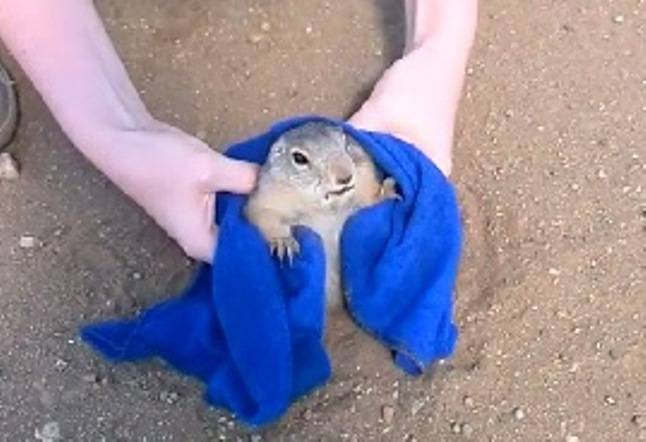 Casal salva cão de pradaria em estrada e faz sucesso na internet; assista