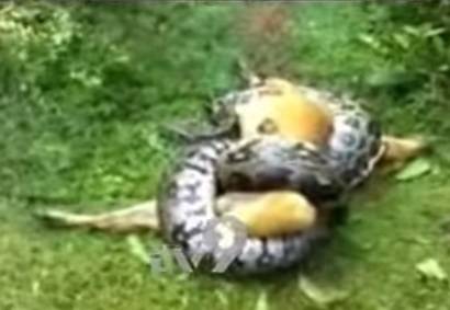Vídeo: cachorro escapa de ataque de cobra píton