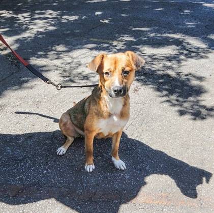 Projeto que incentiva o passeio de voluntários com cães para adoção volta à ativa no CCZ