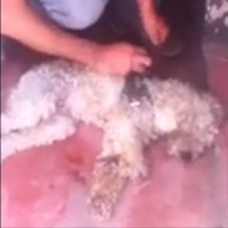 Vítima de abandono, cachorro amarrado com fio de telefone é resgatado no Jabaquara quase morto