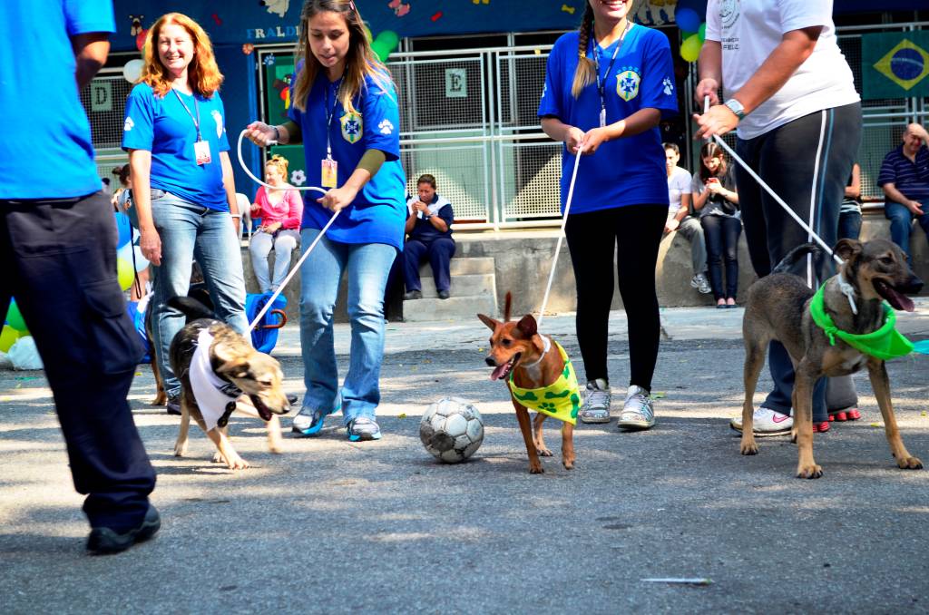 Centro de Controle de Zoonoses realiza feira de adoção temática da Copa. 500 animais esperam por um lar