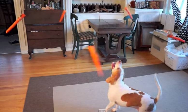 Cachorro vai à loucura com cenouras presas a um ventilador