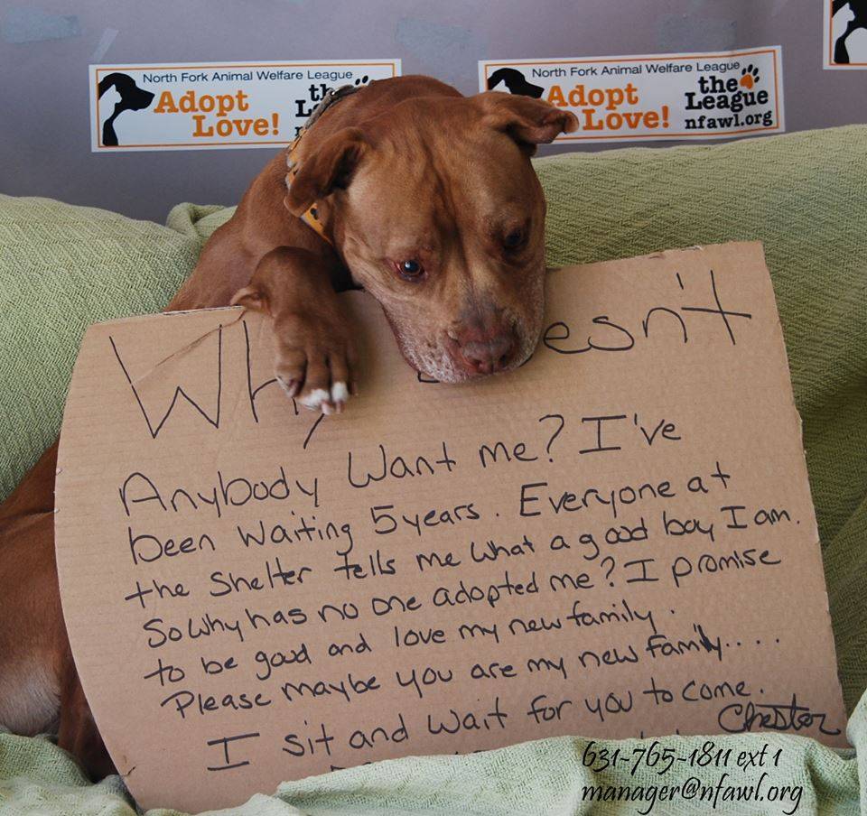 Chester, o cão que ficou famoso na internet, é adotado depois de cinco anos em abrigo