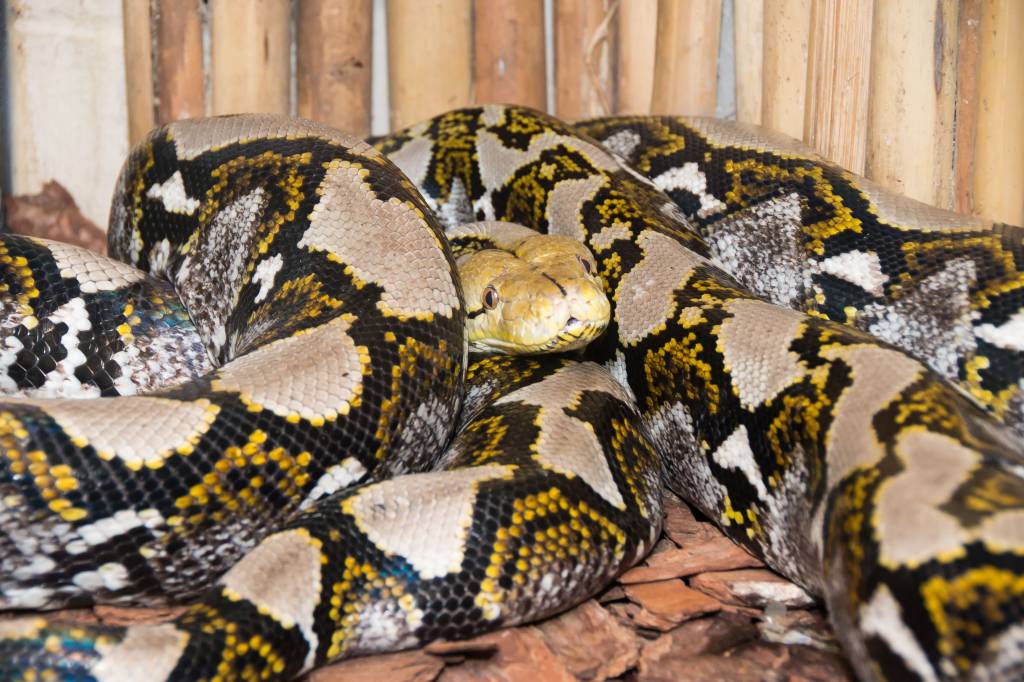 VÍDEO: Cobra píton passa por cirurgia para a retirada de ovos entalados