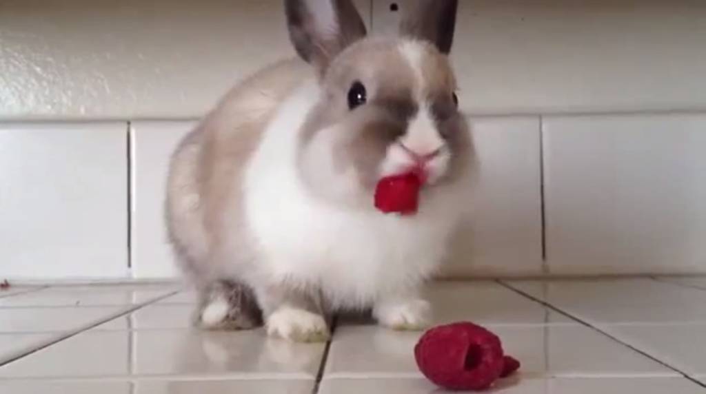Vídeo de coelho comendo framboesas tem mais de 8 milhões de visualizações no YouTube
