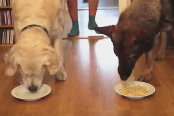Cachorros competem para ver quem come um prato de espaguete mais rápido