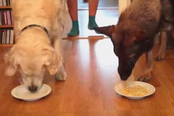 Cachorros competem para ver quem come um prato de espaguete mais rápido