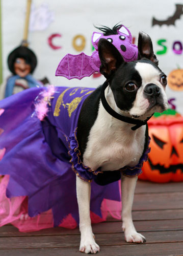 Pet Escola Jardins promove concurso de fantasias de Halloween