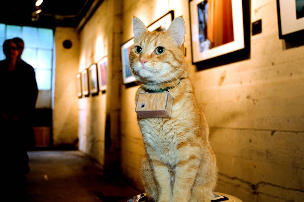 Pet repórter: suporte permite acoplar câmera a cães de médio e grande porte