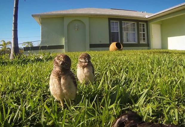 Corujas dançam em quintal de casa e viram estrelas de vídeo divertido