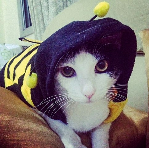 Eu e Meu Pet: Gata Pandora