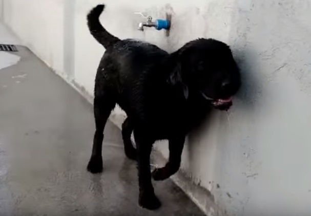 Cadela esperta abre a torneira e se dá banho. Veja vídeo