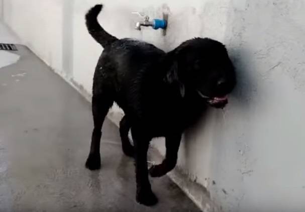 Cadela esperta abre a torneira e se dá banho. Veja vídeo