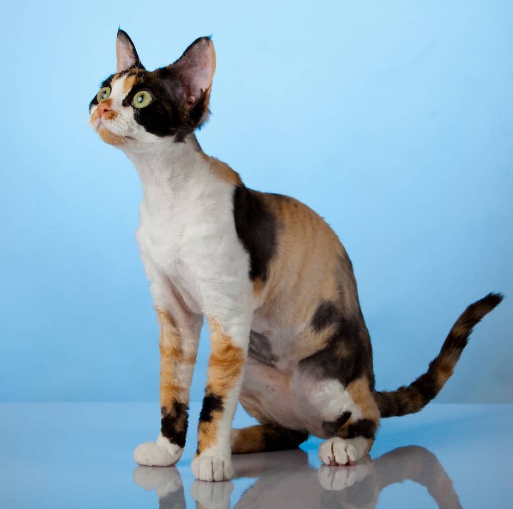 Exposição de gatos de raça: a vez dos felinos sem pelos