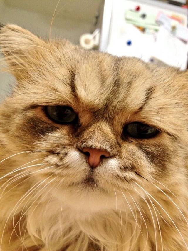 Disappointed Cat: fotos irresistíveis