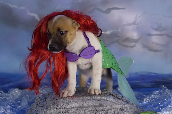 Em vídeo, filhotinhos são fantasiados como personagens clássicos da Disney e o resultado é simplesmente adorável