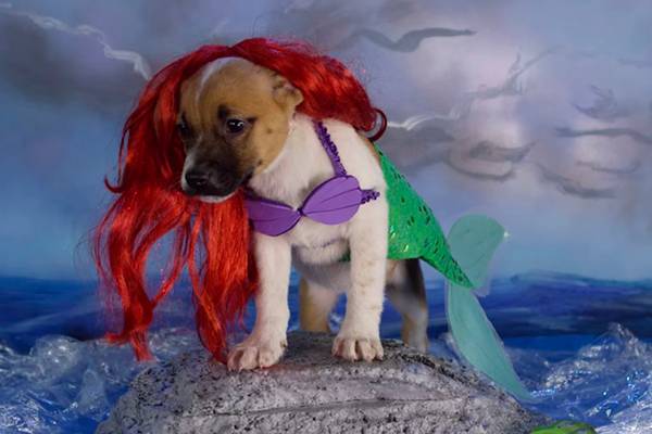 Em vídeo, filhotinhos são fantasiados como personagens clássicos da Disney e o resultado é simplesmente adorável