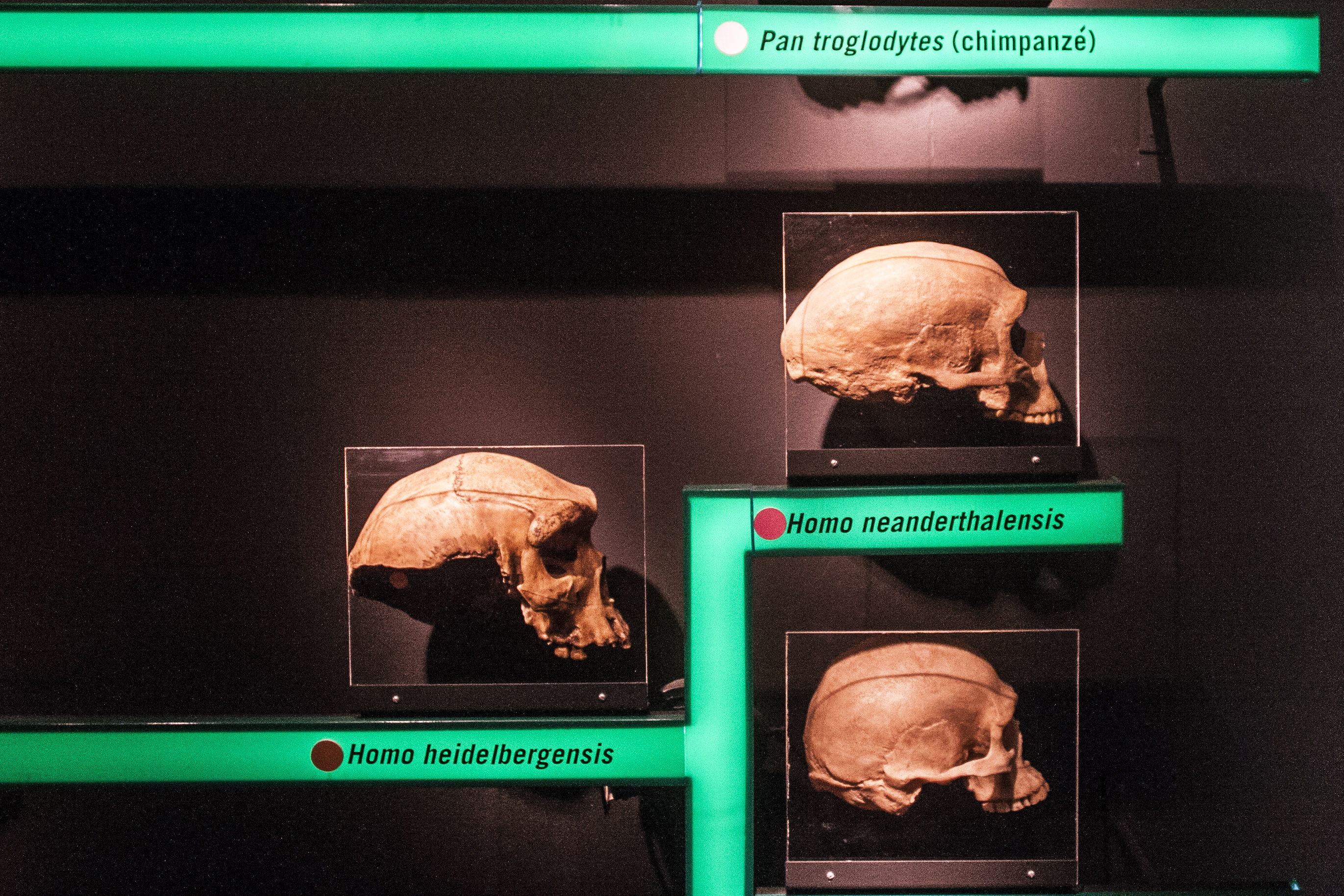 O acervo da exposição foi cedido pelo Laboratório de Estudos Evolutivos Humanos da USP, um dos maiores da América Latina