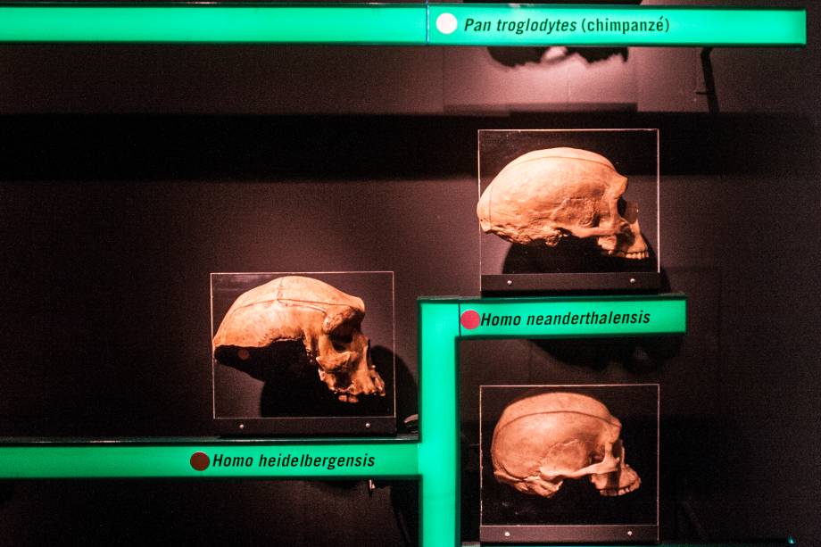 O acervo da exposição foi cedido pelo Laboratório de Estudos Evolutivos Humanos da USP, um dos maiores da América Latina