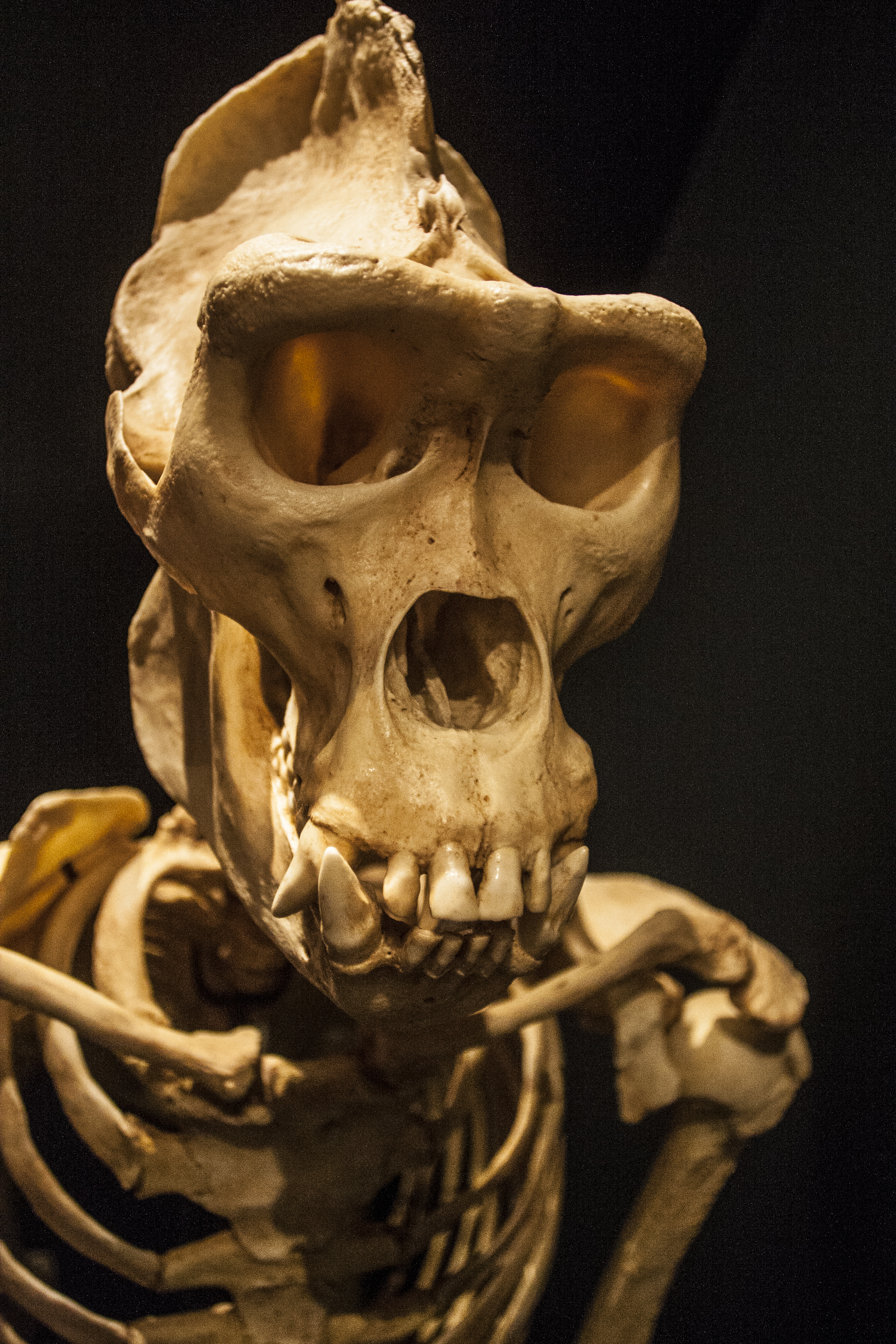 A ideia da exposição é realçar os avanços dos estudos sobre o processo de hominização