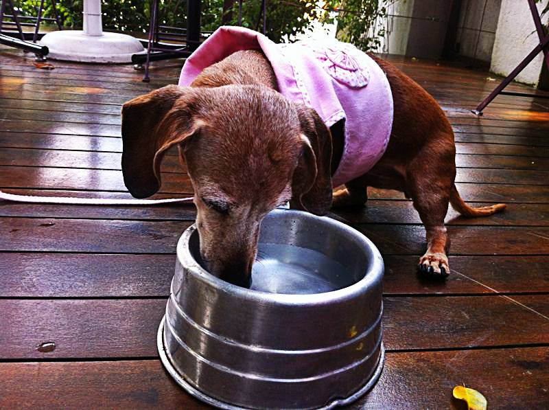 Cardápio ao gosto dos cãezinhos