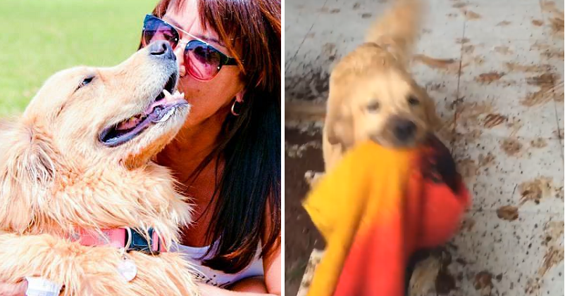 Feliz com sua “descoberta”, esse golden retriever acabou causando um enorme estrago (e fez sucesso no Facebook)